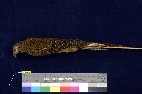 藏品(藍腹鷴)的圖片